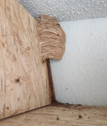 a hornet nest the size around a football
